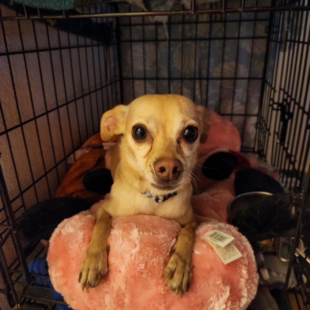 Enlarge Chico, a Adoptable Chihuahua in Colorado Springs, CO image 2/5