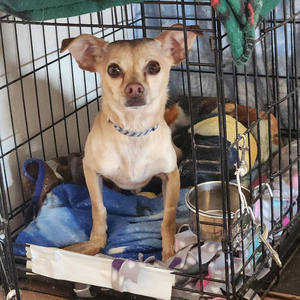 Enlarge Chico, a Adoptable Chihuahua in Colorado Springs, CO image 3/5