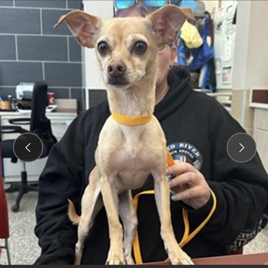 Enlarge Chico, a Adoptable Chihuahua in Colorado Springs, CO image 5/5