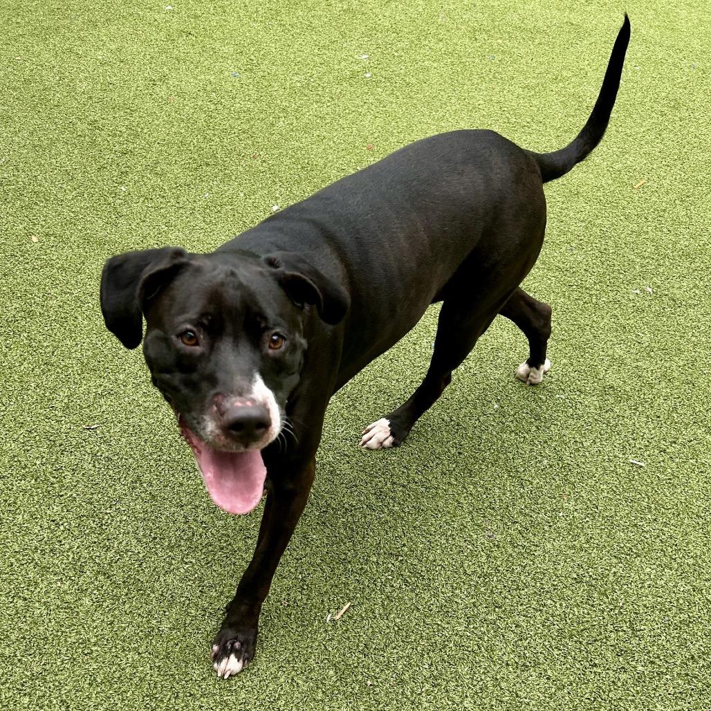 Sheba, Adoptable, Adult Female Mixed Breed.