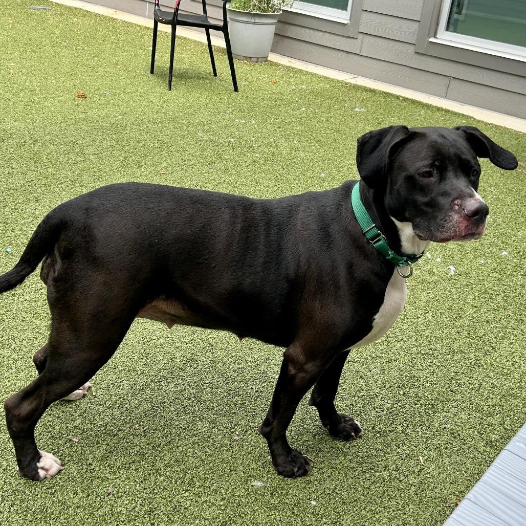 Enlarge Sheba, a Adoptable Mixed Breed in Greensboro, NC image 2/6