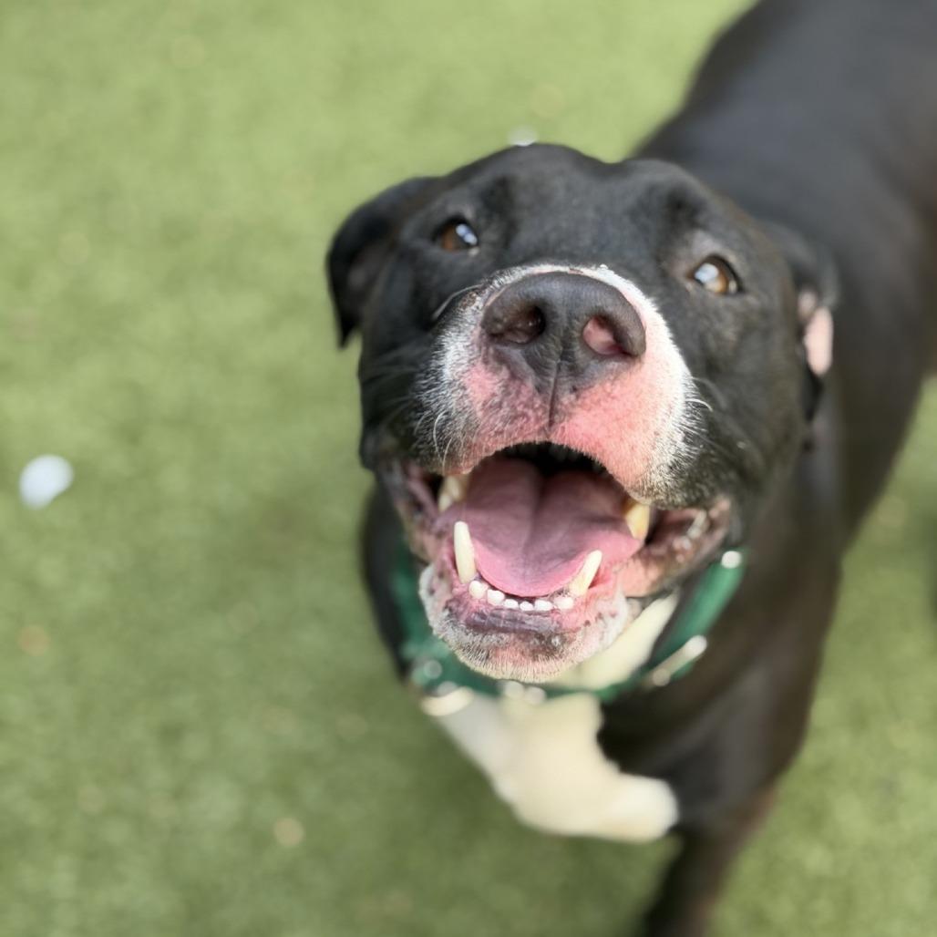 Enlarge Sheba, a Adoptable Mixed Breed in Greensboro, NC image 2/6