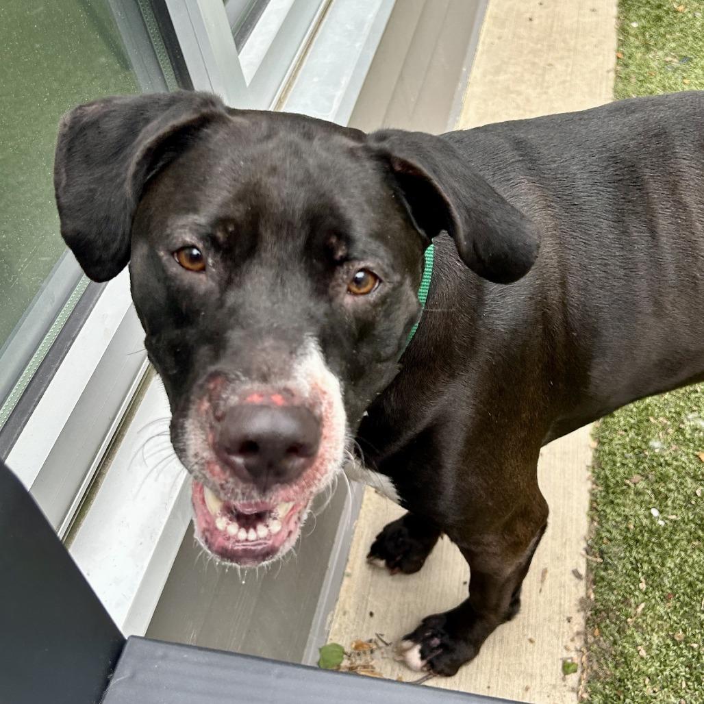 Enlarge Sheba, a Adoptable Mixed Breed in Greensboro, NC image 4/6