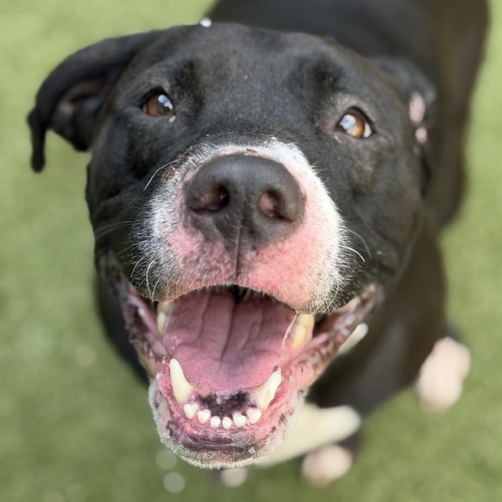 Enlarge Sheba, a Adoptable Mixed Breed in Greensboro, NC image 5/6