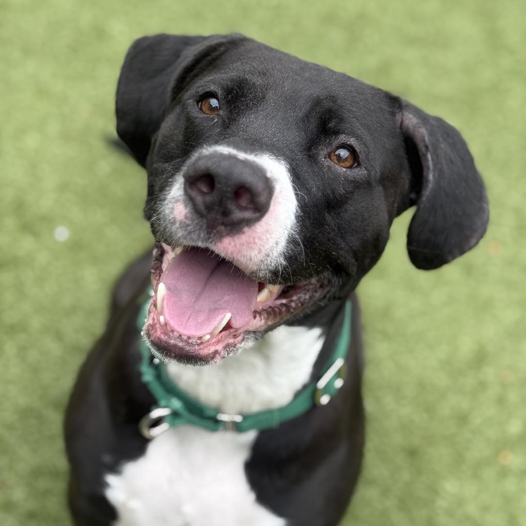 Enlarge Sheba, a Adoptable Mixed Breed in Greensboro, NC image 5/6