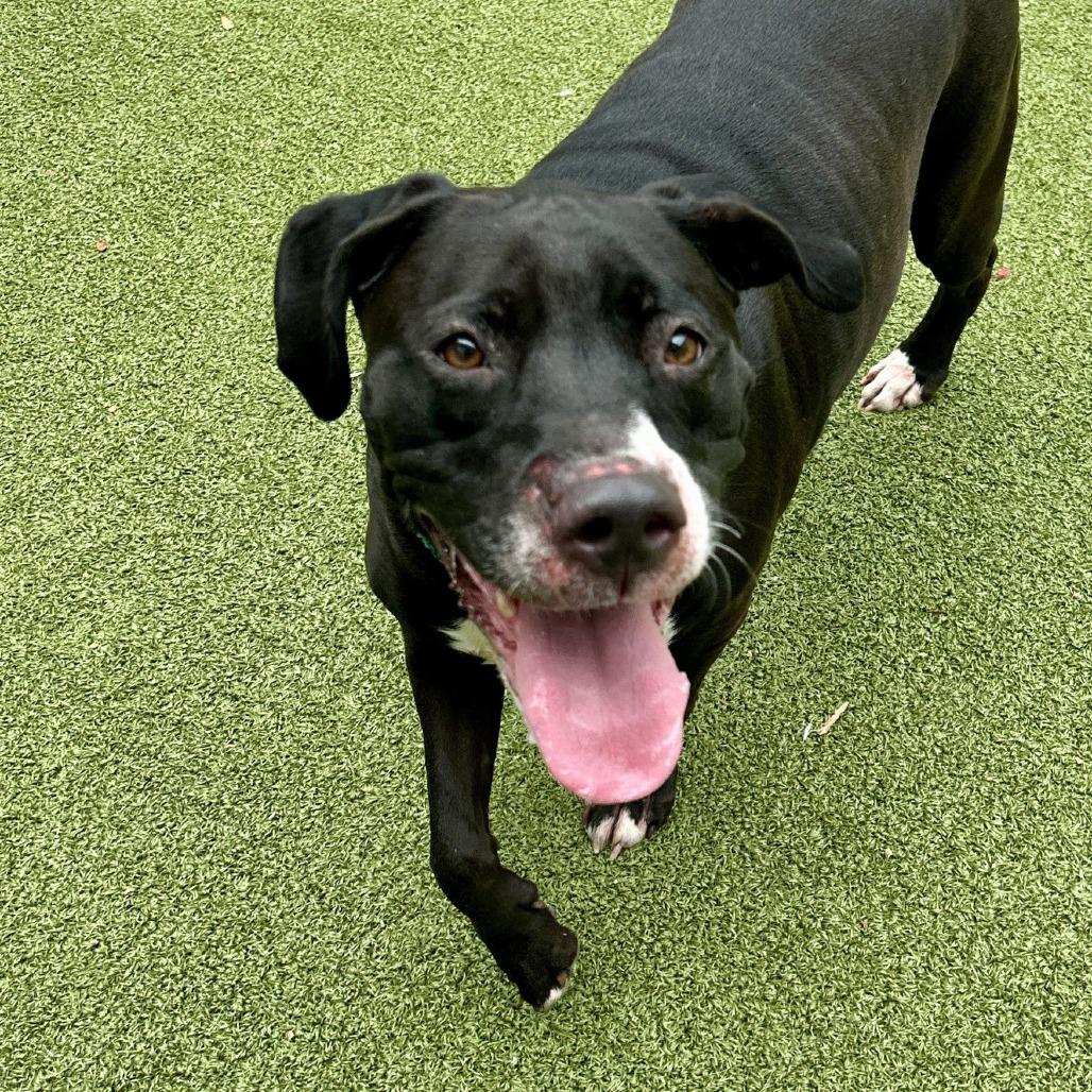 Enlarge Sheba, a Adoptable Mixed Breed in Greensboro, NC image 6/6