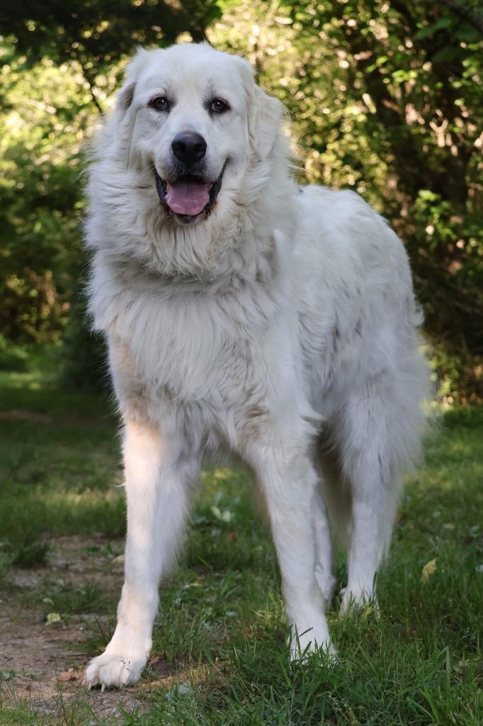 Opal, Adoptable, Adult Female Mixed Breed.