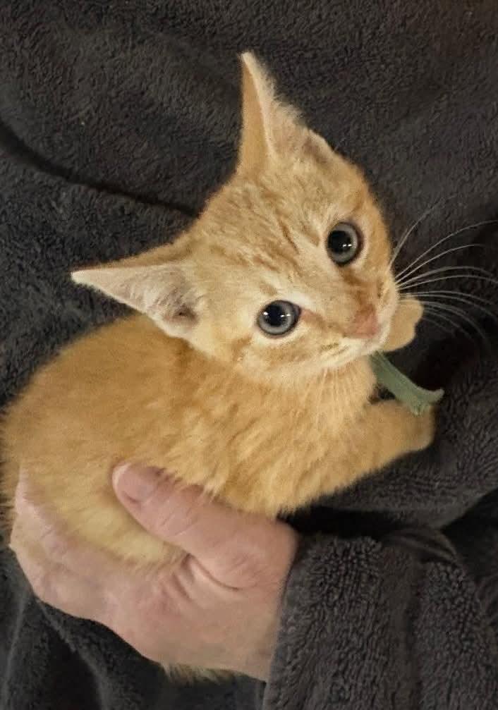 Mr. Teal, ADOPTABLE, Kitten Male Domestic Short Hair & Tabby.