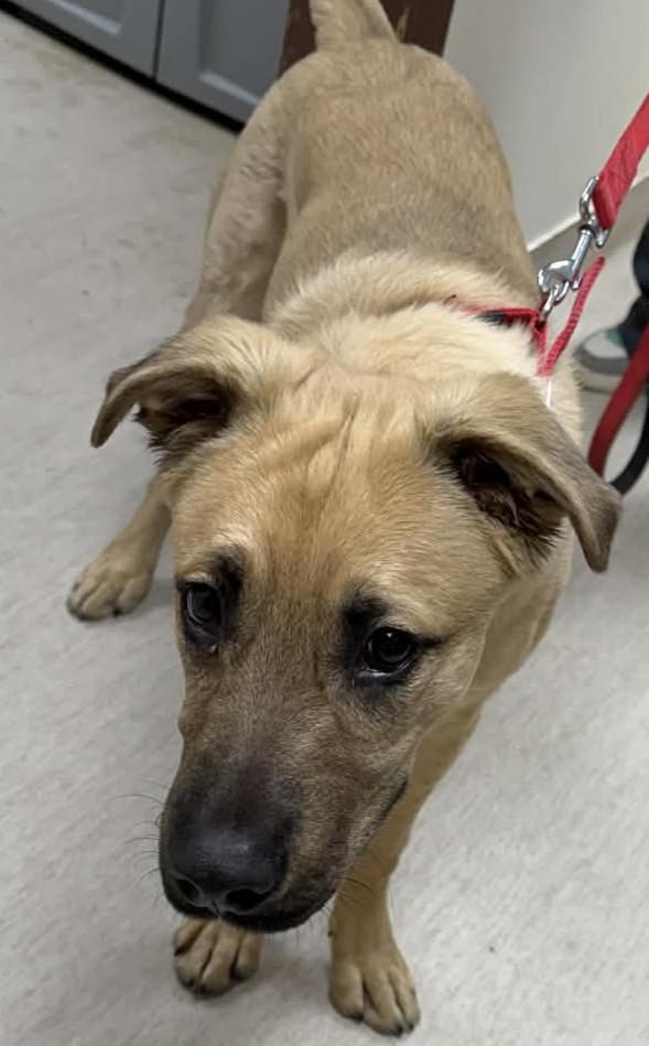 Niko, adopted, Young Male Mixed Breed.