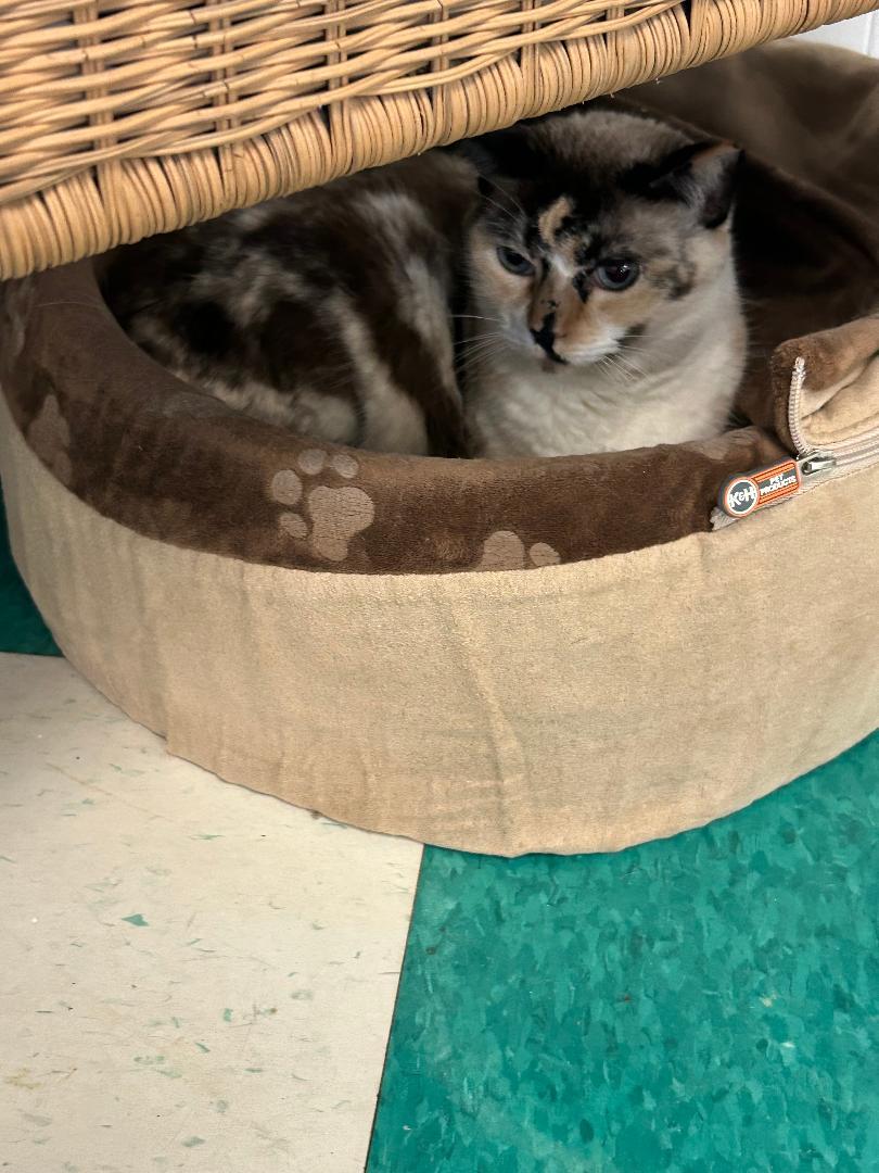 Enlarge October, a ADOPTABLE Domestic Short Hair in Lancaster, SC image 1/1