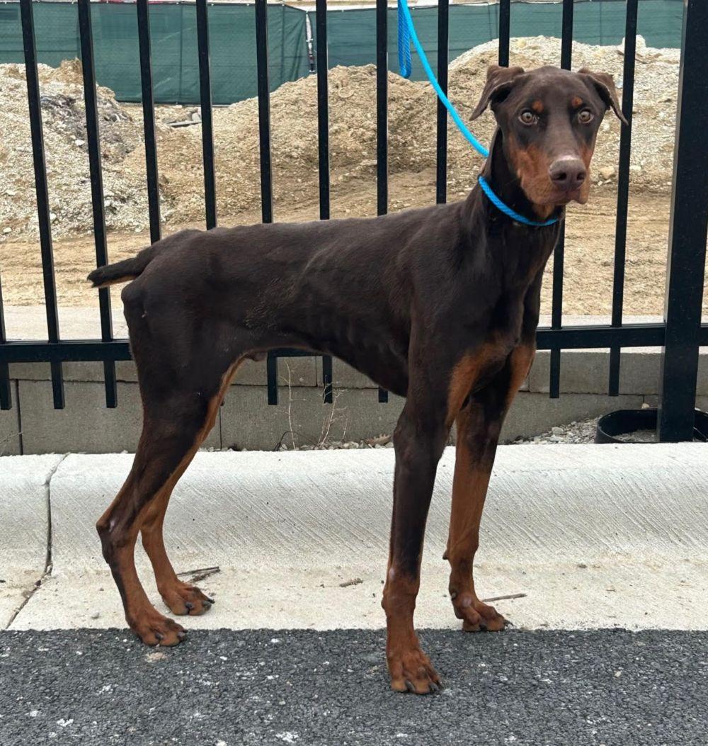 Rusty, adopted, Young Male Doberman Pinscher.
