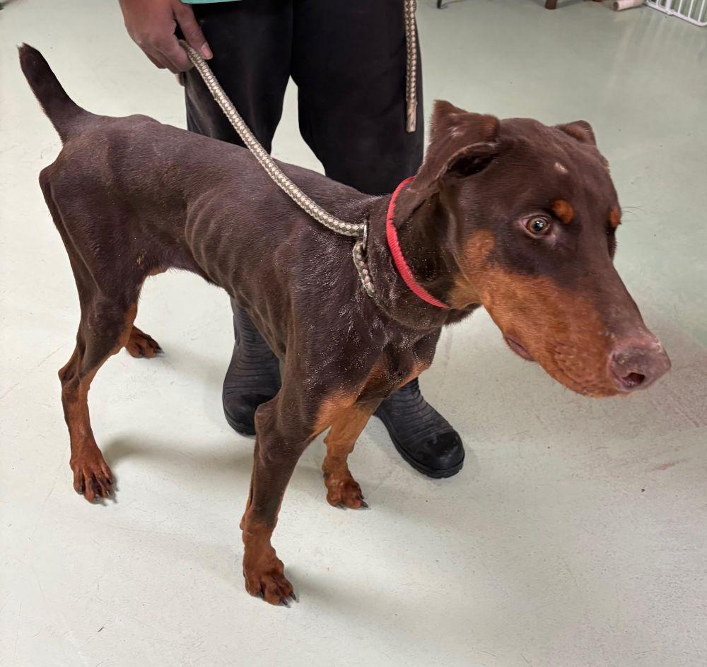 Enlarge Rusty, an adopted Doberman Pinscher in Barrington, IL image 3/6