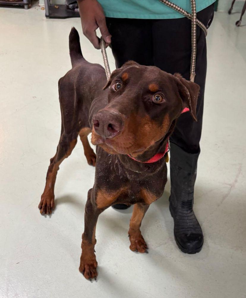 Enlarge Rusty, an adopted Doberman Pinscher in Barrington, IL image 5/6