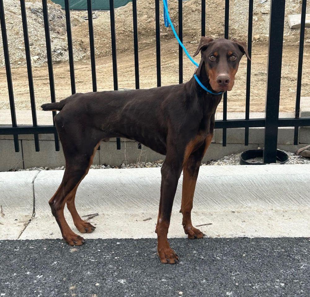 Enlarge Rusty, an adopted Doberman Pinscher in Barrington, IL image 4/6