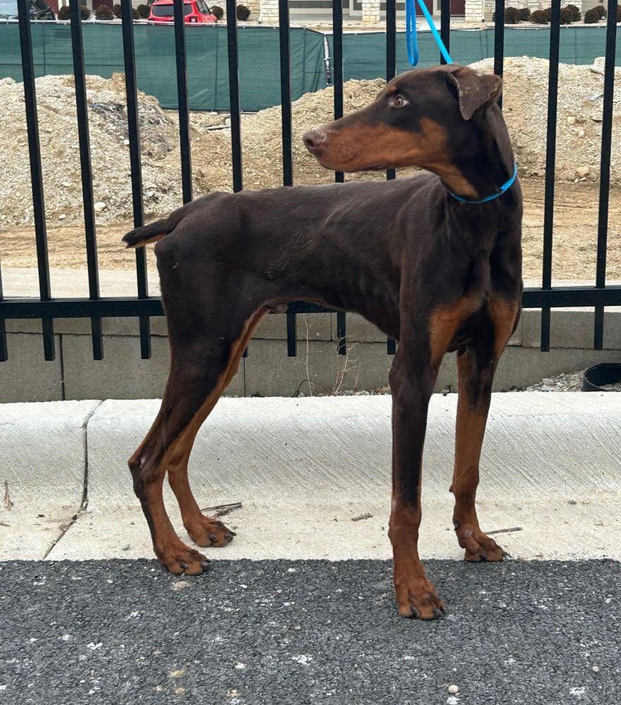 Enlarge Rusty, an adopted Doberman Pinscher in Barrington, IL image 2/6