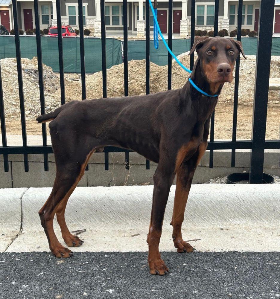 Enlarge Rusty, an adopted Doberman Pinscher in Barrington, IL image 6/6