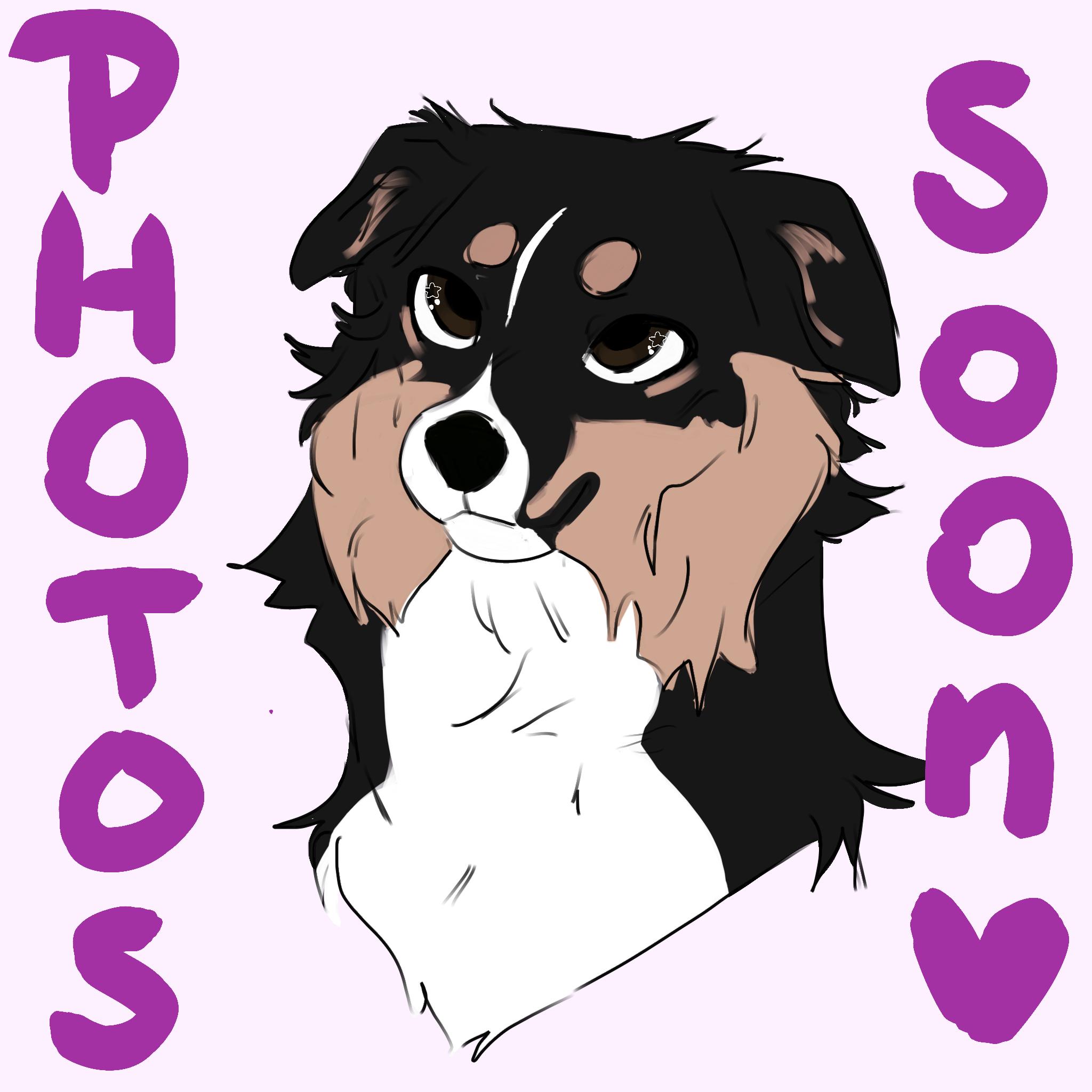 Tank, adopted, Young Male German Shepherd Dog & Border Collie.