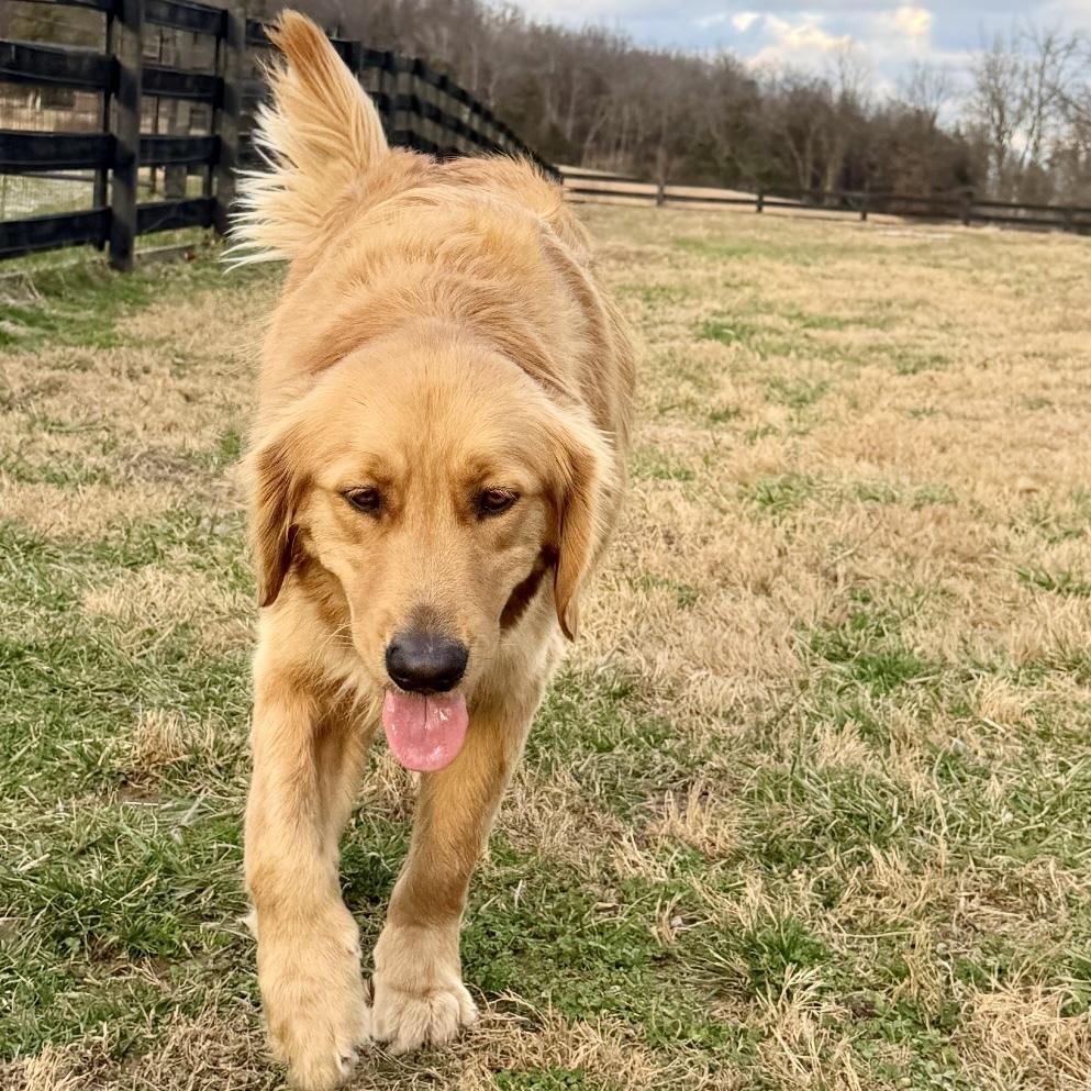 Enlarge Porter #6671, a Adopted Golden Retriever in Louisville, KY image 1/6