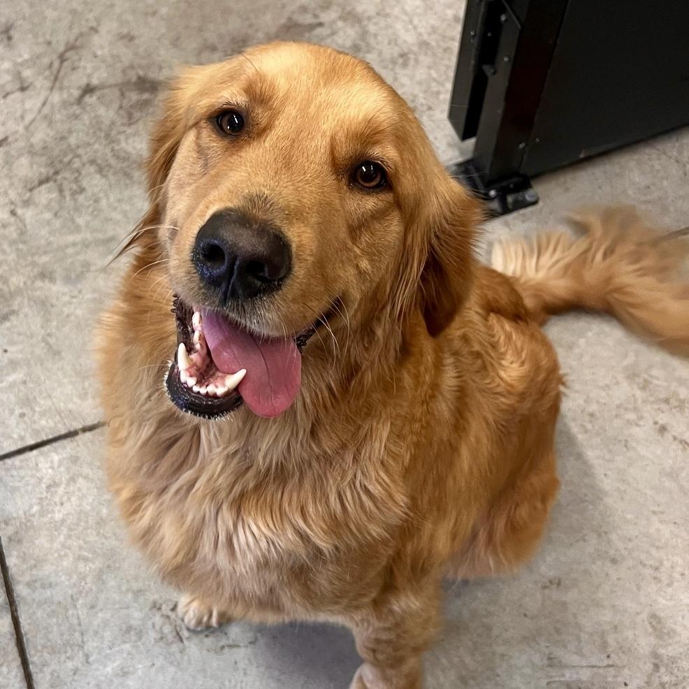 Enlarge Porter #6671, a Adopted Golden Retriever in Louisville, KY image 3/6