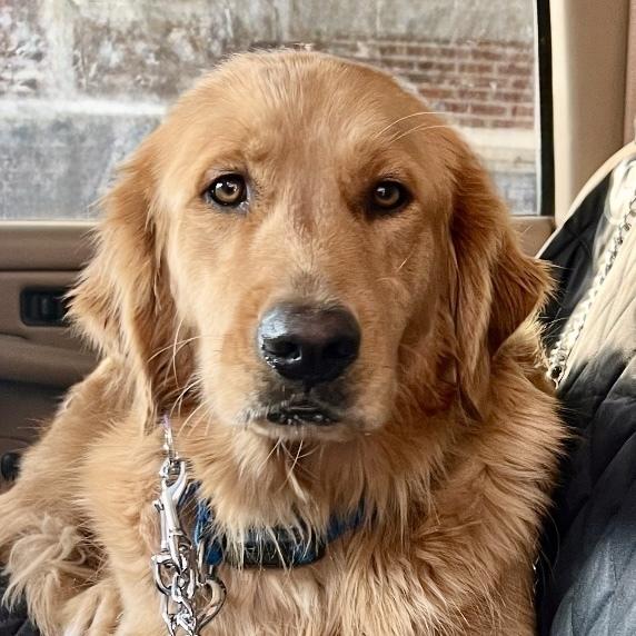 Enlarge Porter #6671, a Adopted Golden Retriever in Louisville, KY image 4/6