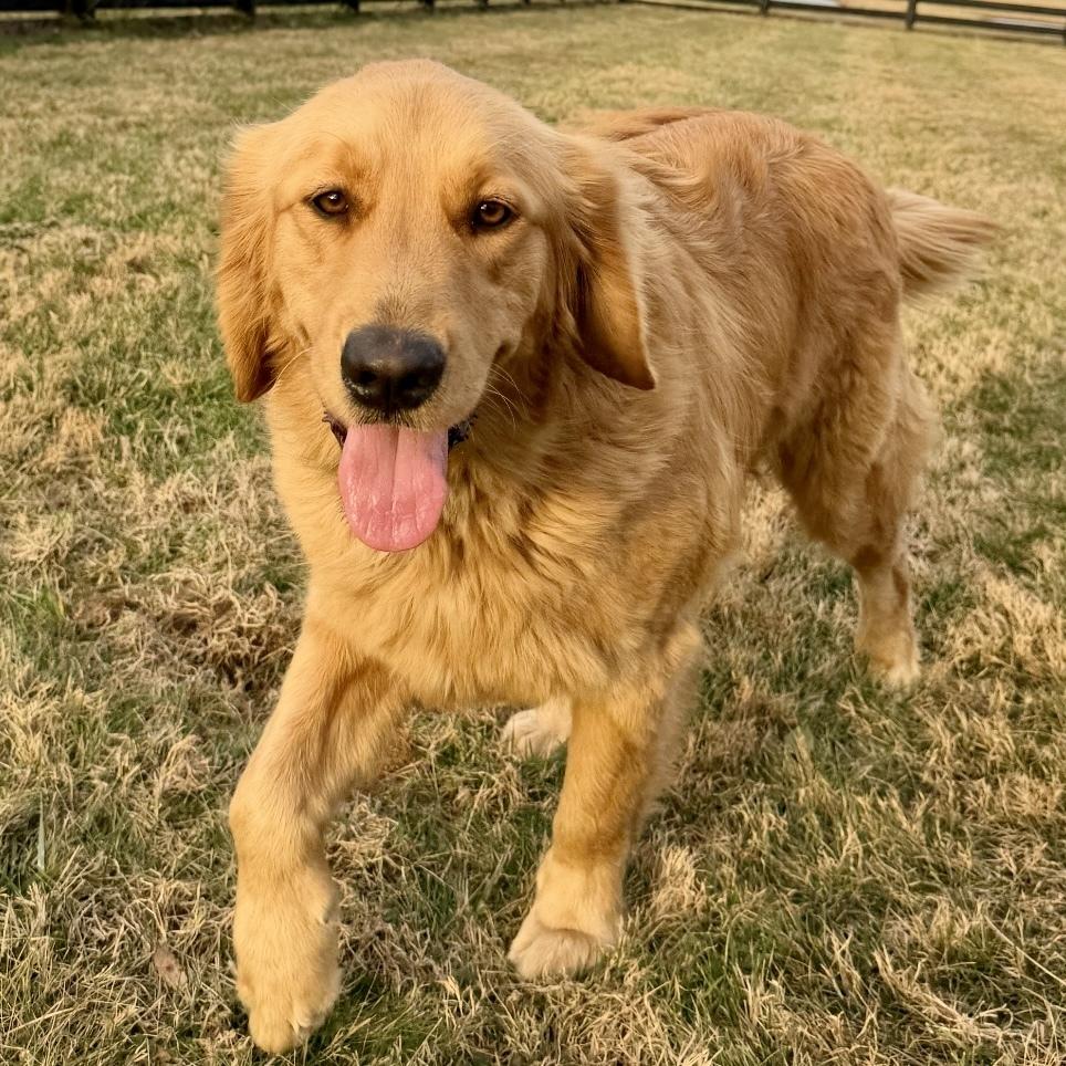 Enlarge Porter #6671, a Adopted Golden Retriever in Louisville, KY image 6/6