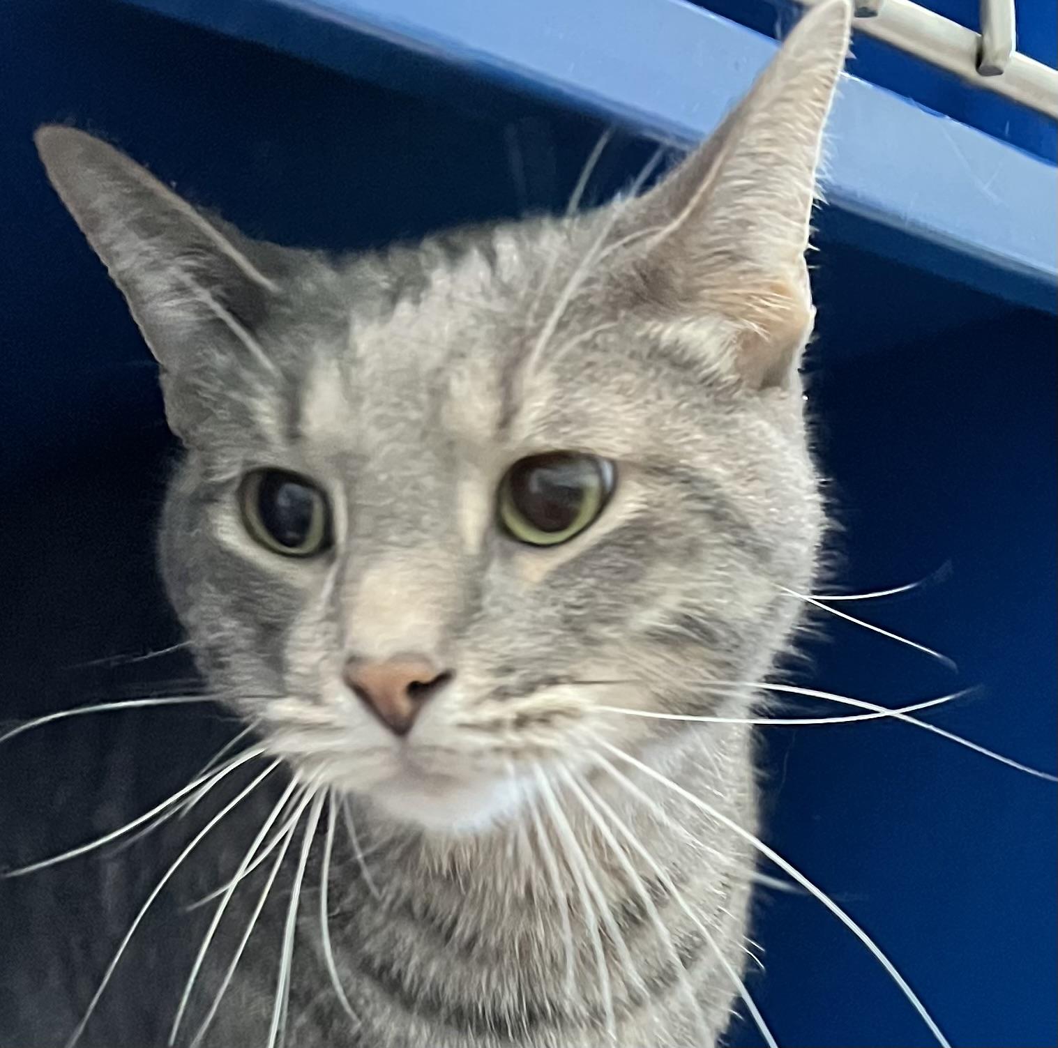 Woody, Young Male Domestic Short Hair