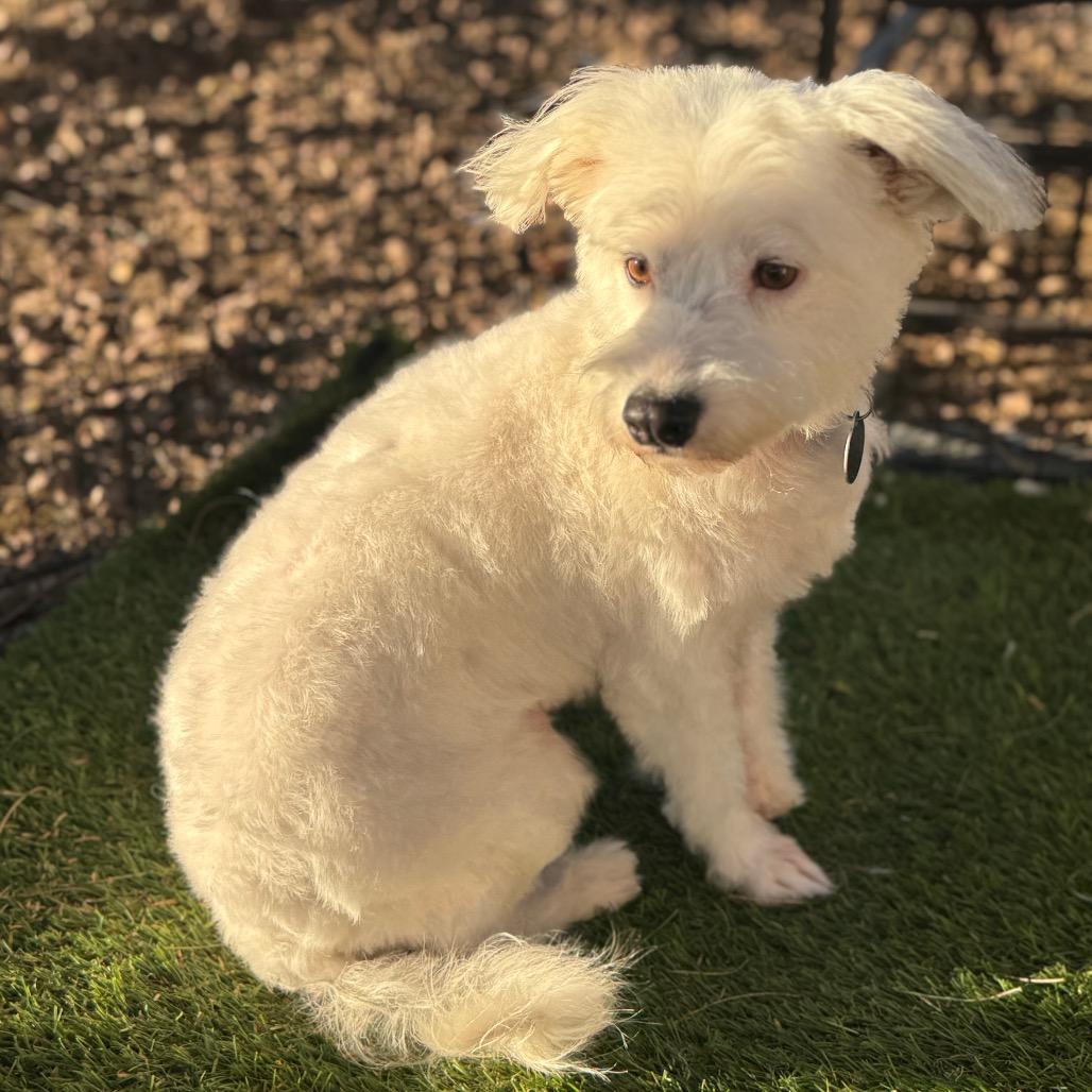 Princess, Adoptable, Adult Female Terrier & Poodle.