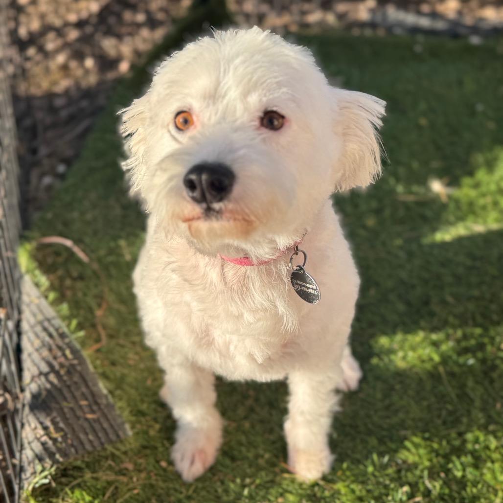 Enlarge Princess, a Adoptable mixed breed in Phoenix, AZ image 2/4