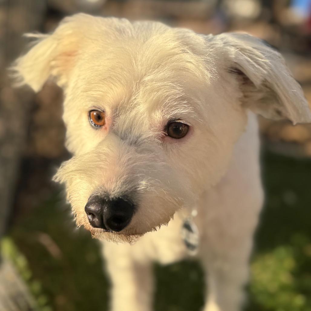 Enlarge Princess, a Adoptable mixed breed in Phoenix, AZ image 3/4