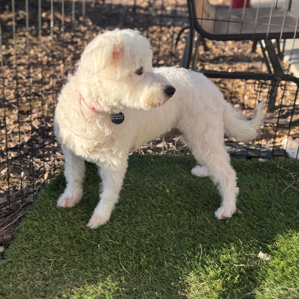 Enlarge Princess, a Adoptable mixed breed in Phoenix, AZ image 4/4