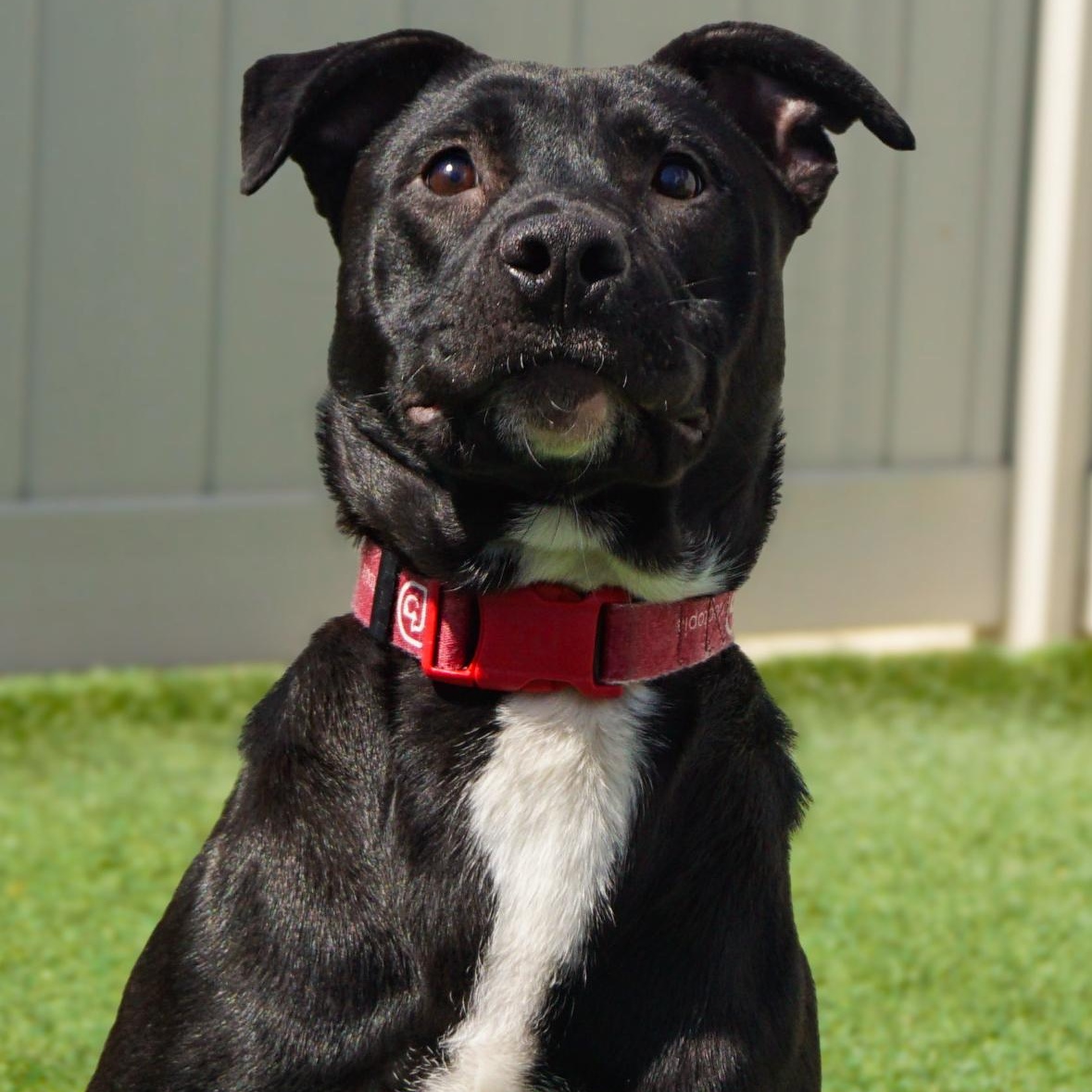 Arby — thumbnail 4