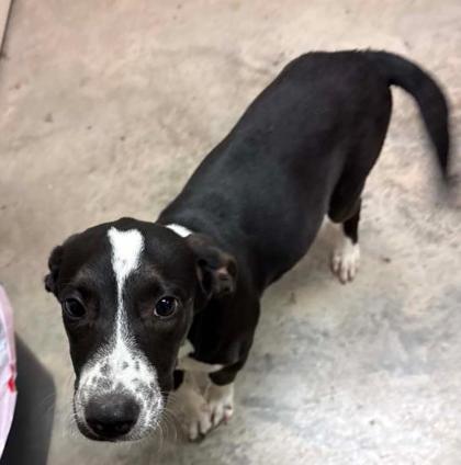 Pencil, Adoptable, Puppy Female Mixed Breed & Mixed Breed.