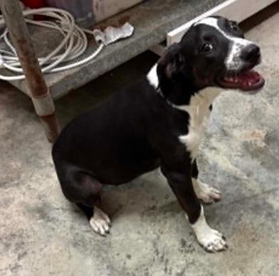 Enlarge Pencil, a Adoptable mixed breed in Lampasas, TX image 2/3
