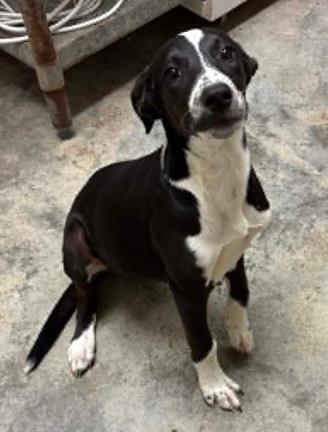 Enlarge Pencil, a Adoptable mixed breed in Lampasas, TX image 3/3