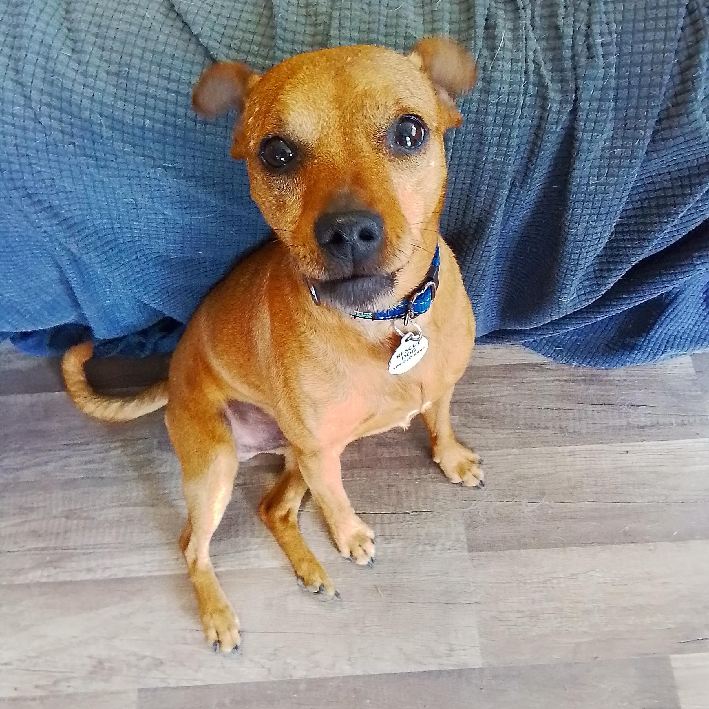 Levi, a Adoptable mixed breed in TWISP, WA image 1/6