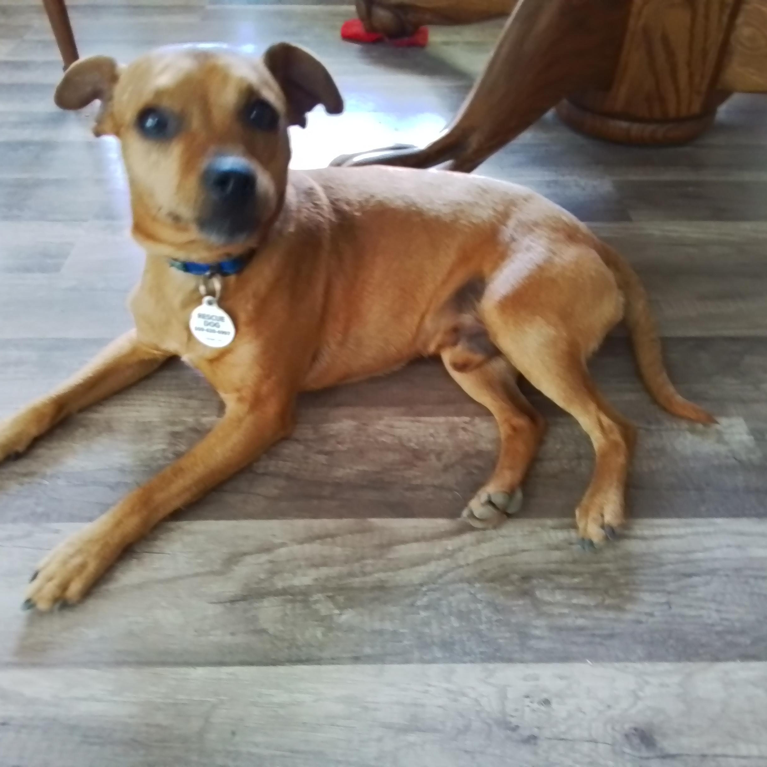 Levi, a Adoptable mixed breed in TWISP, WA image 2/6