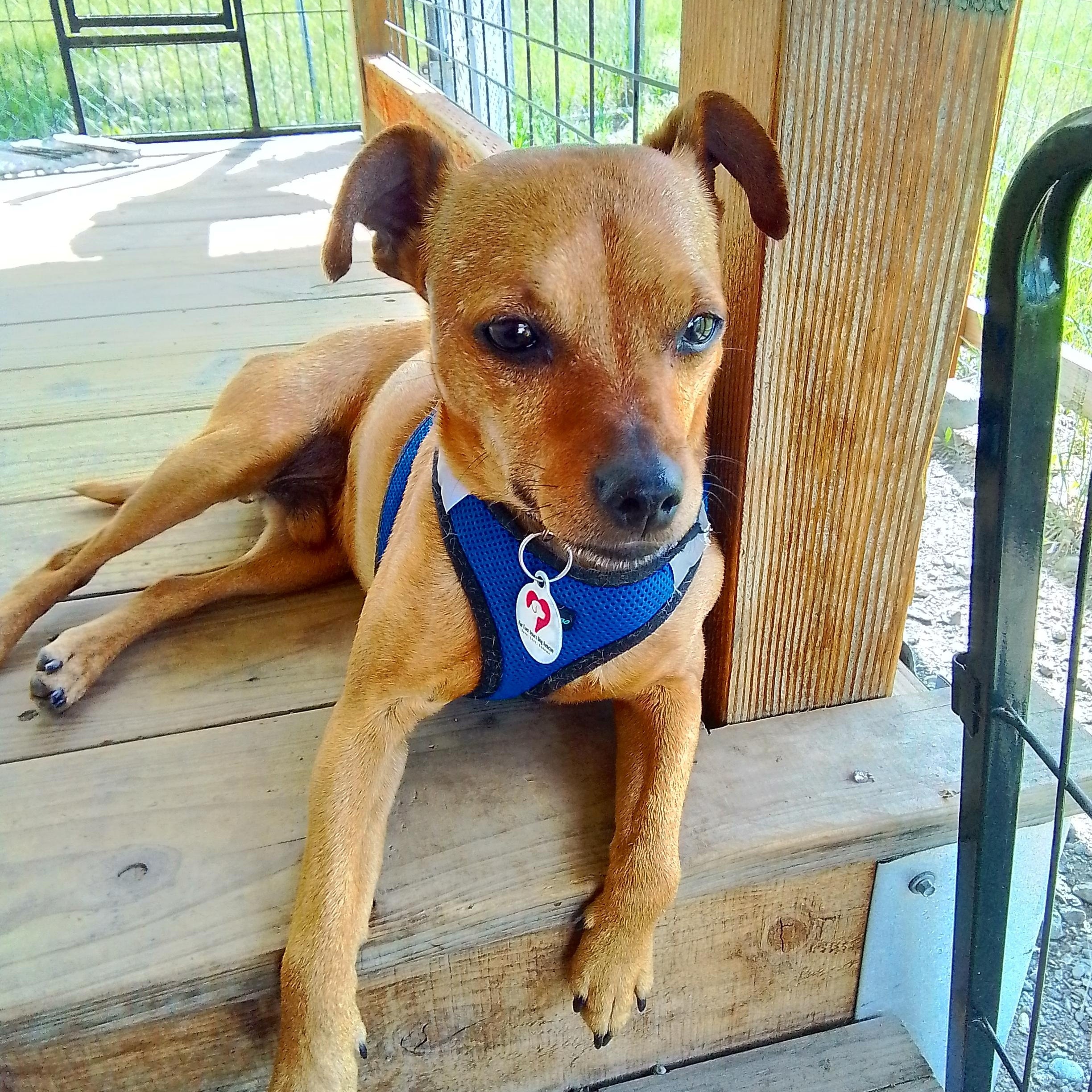 Levi, a Adoptable mixed breed in TWISP, WA image 4/6