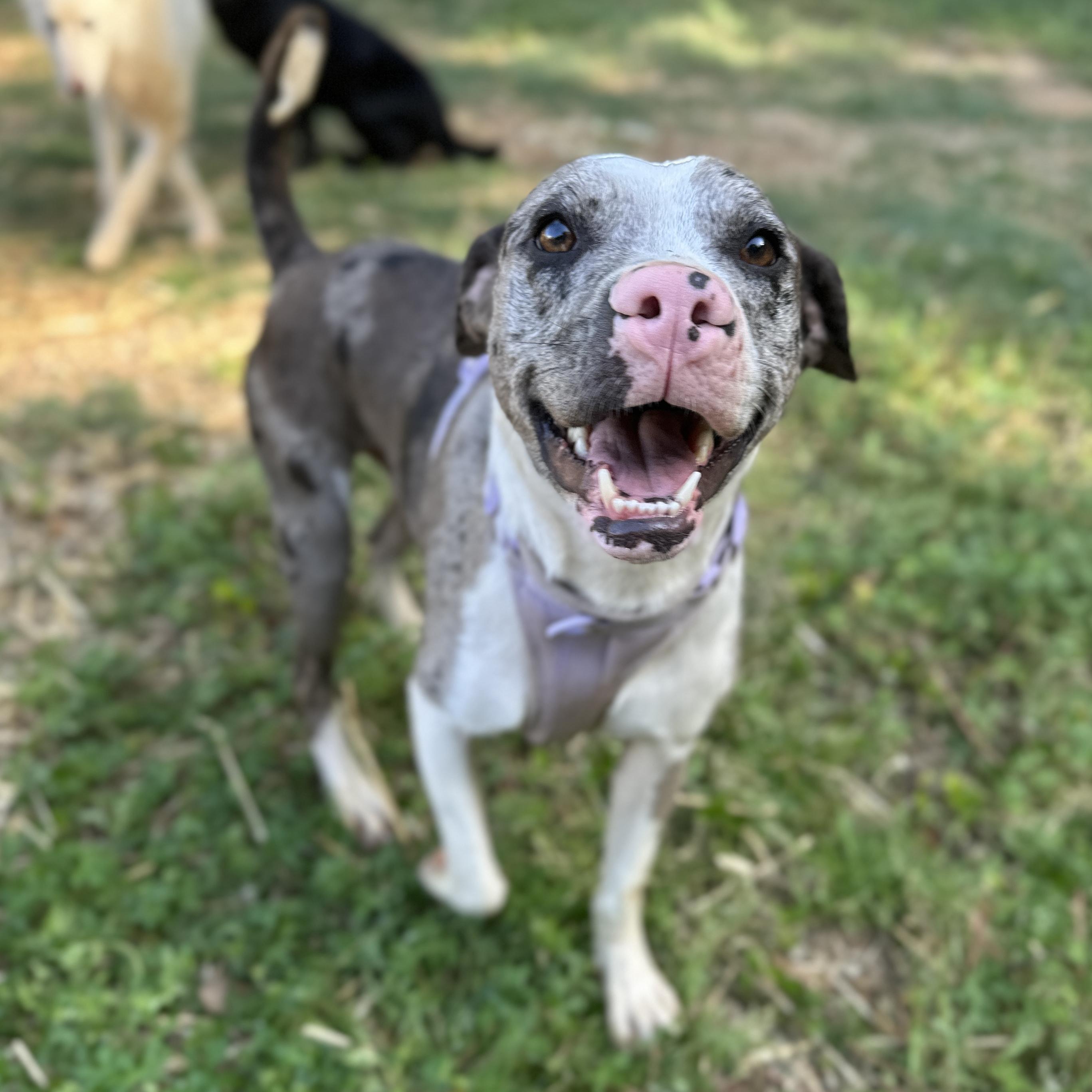 Enlarge Wilbur, a Adoptable mixed breed in New York, NY image 3/6