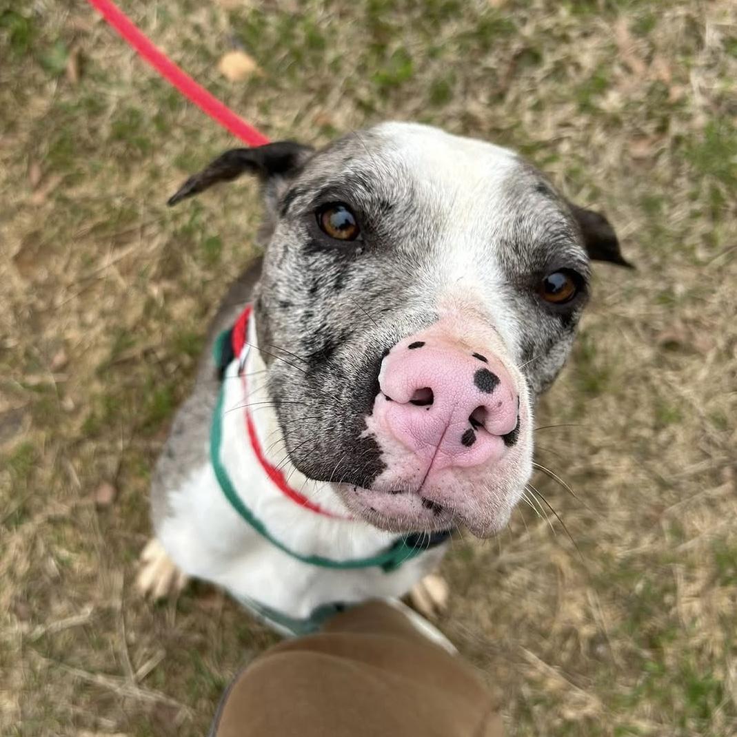 Enlarge Wilbur, a Adoptable mixed breed in New York, NY image 4/6