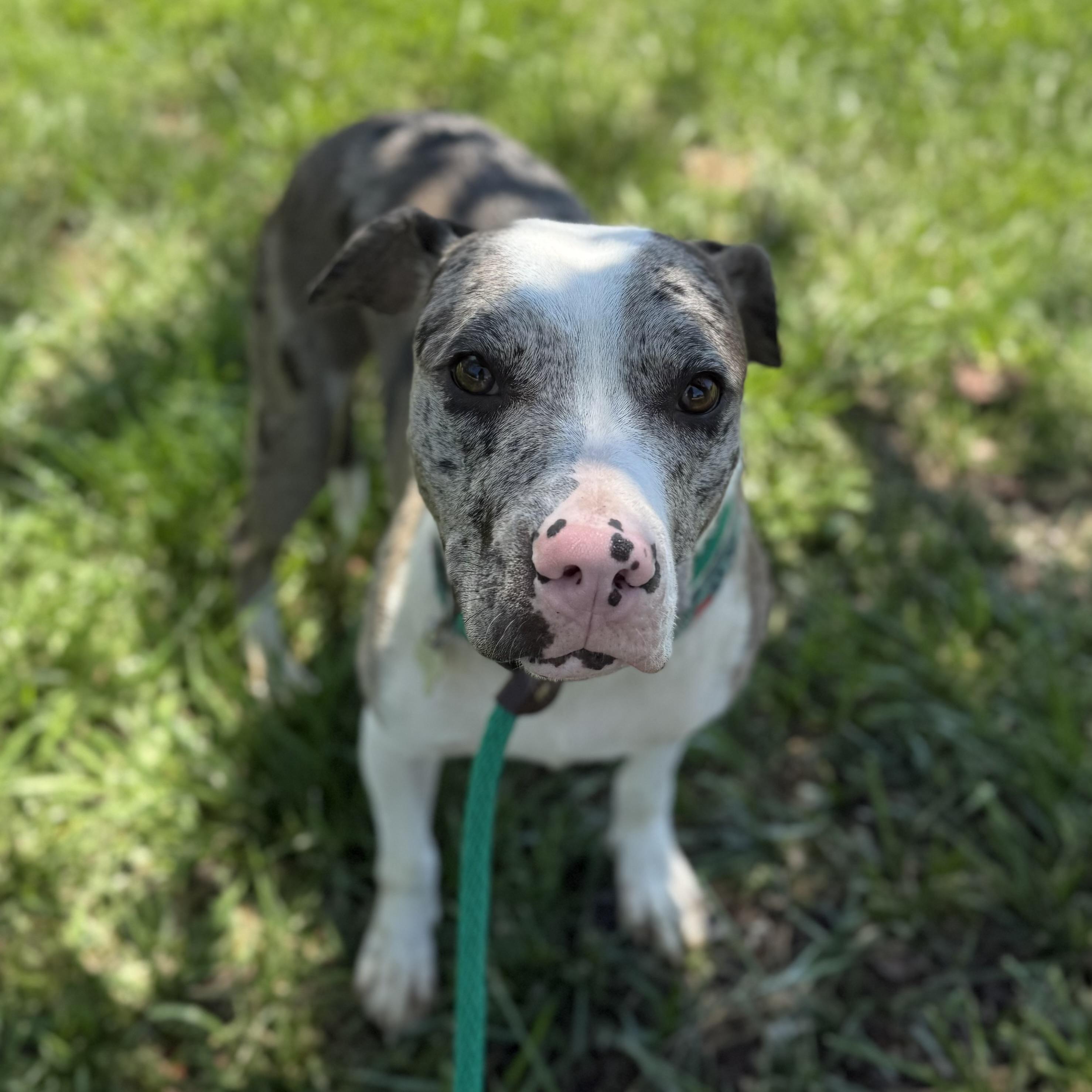 Enlarge Wilbur, a Adoptable mixed breed in New York, NY image 2/6