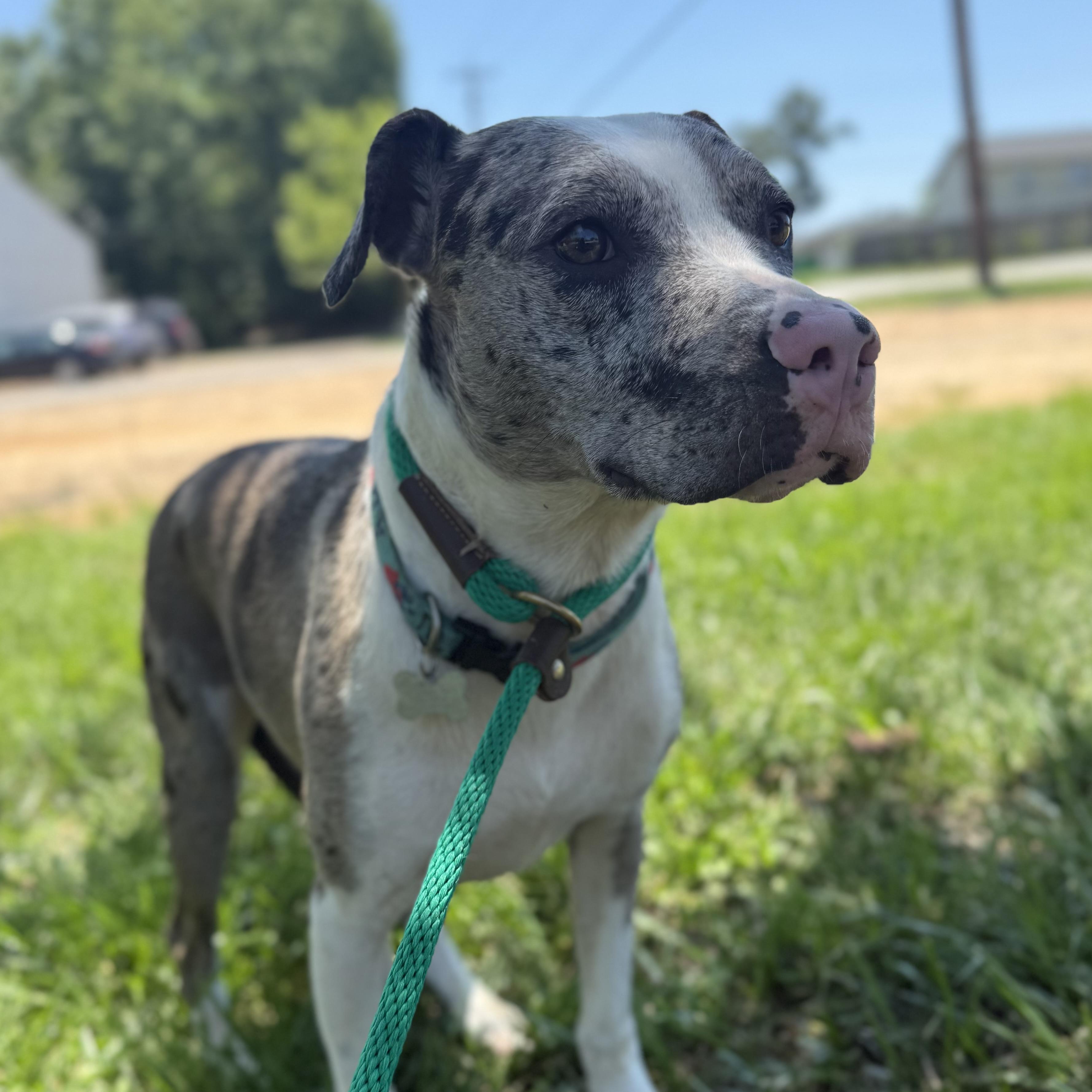 Enlarge Wilbur, a Adoptable mixed breed in New York, NY image 5/6