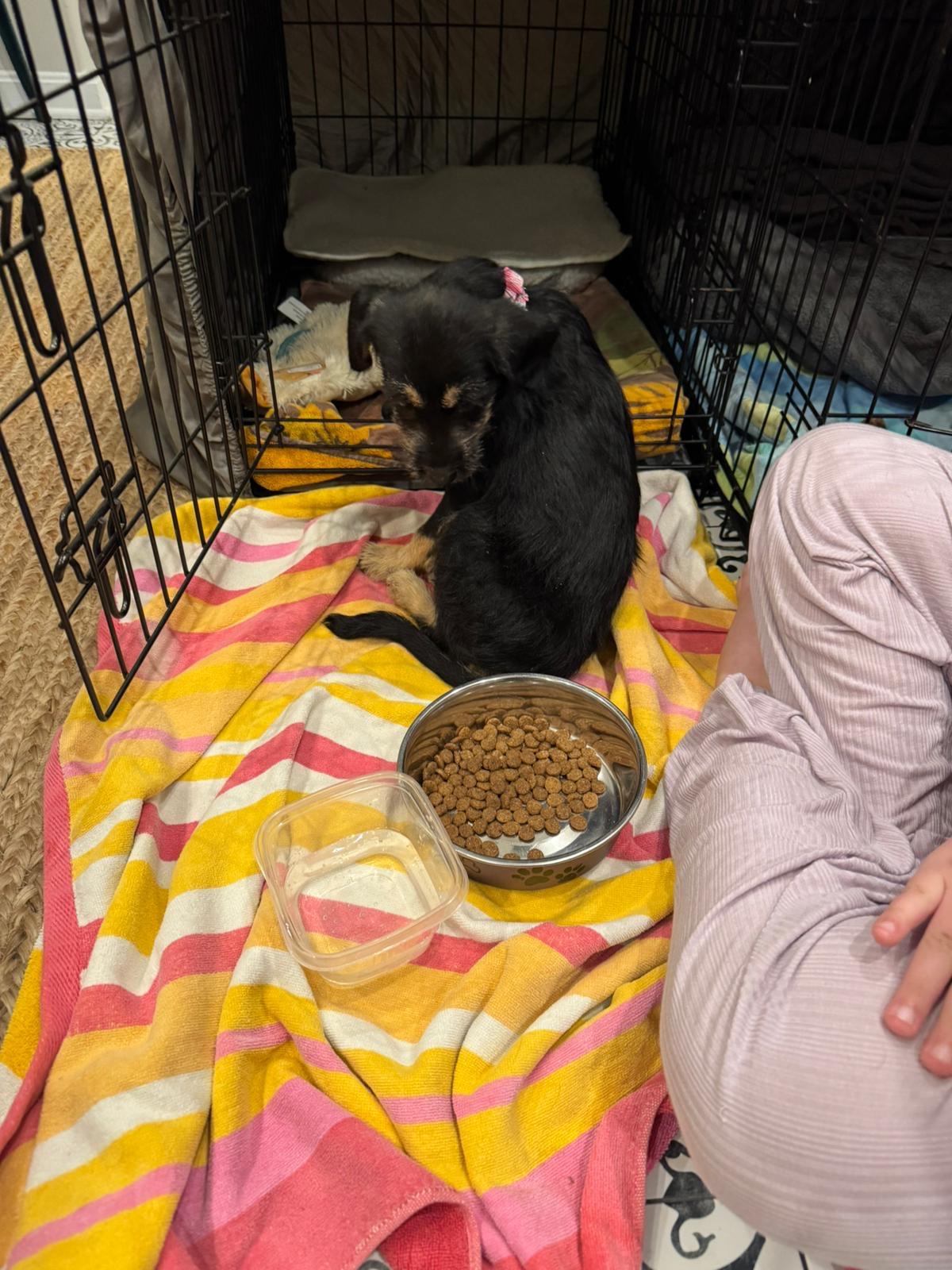 Leia  Litter Featured thumbnail 5