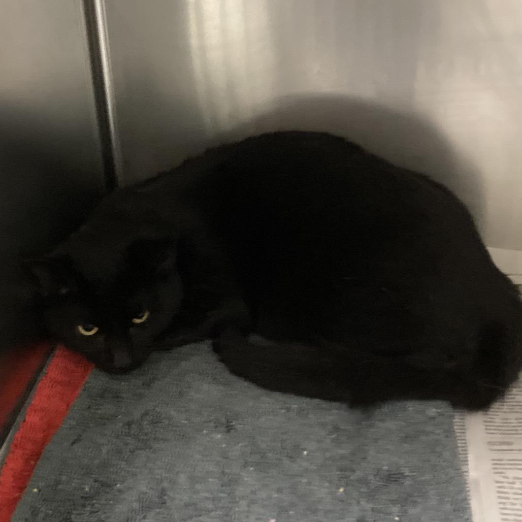 Robert, Adoptable, Young Male Domestic Short Hair.