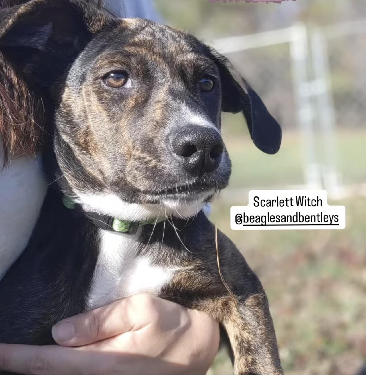 Scarlet Witch thumbnail 4