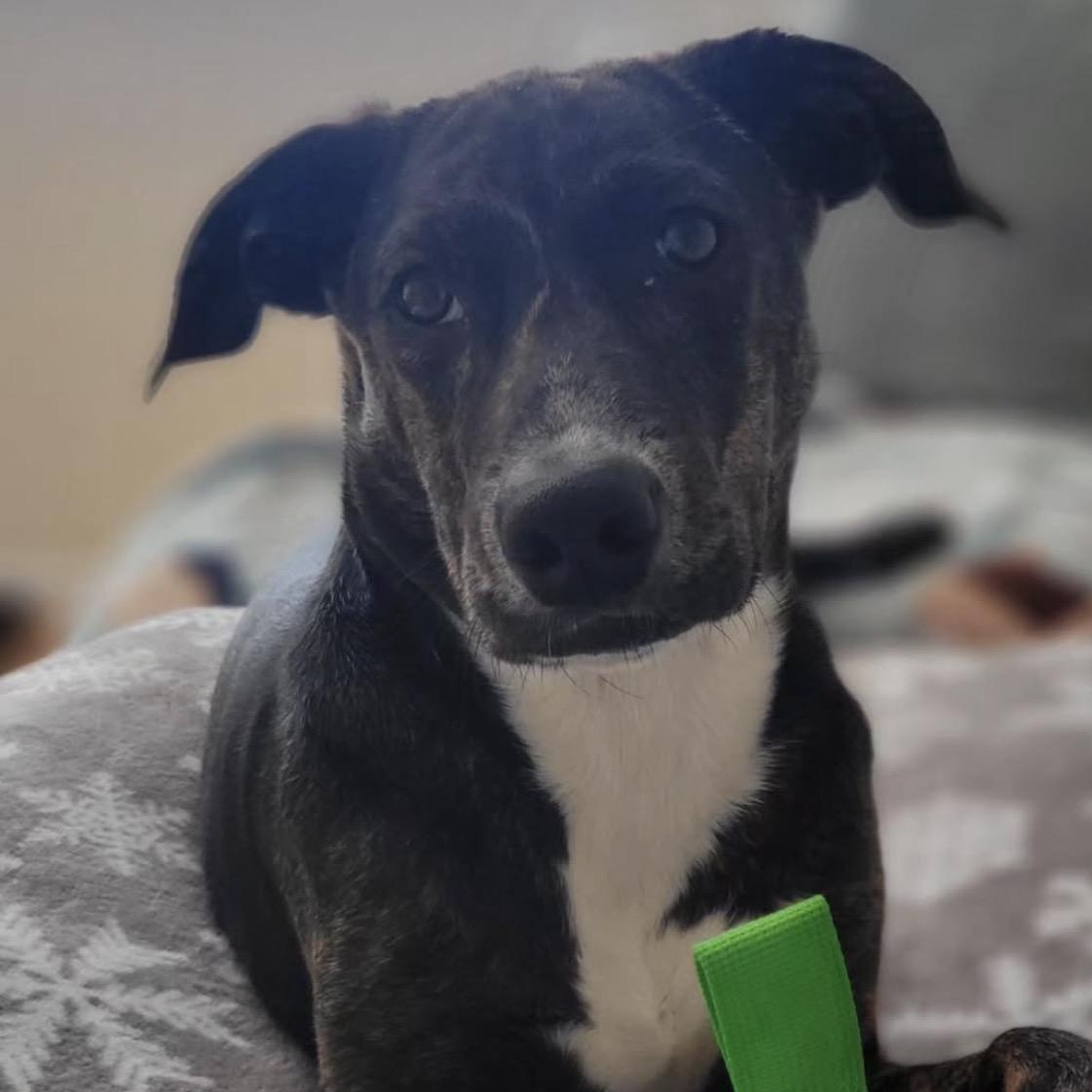 Scarlet Witch thumbnail 6