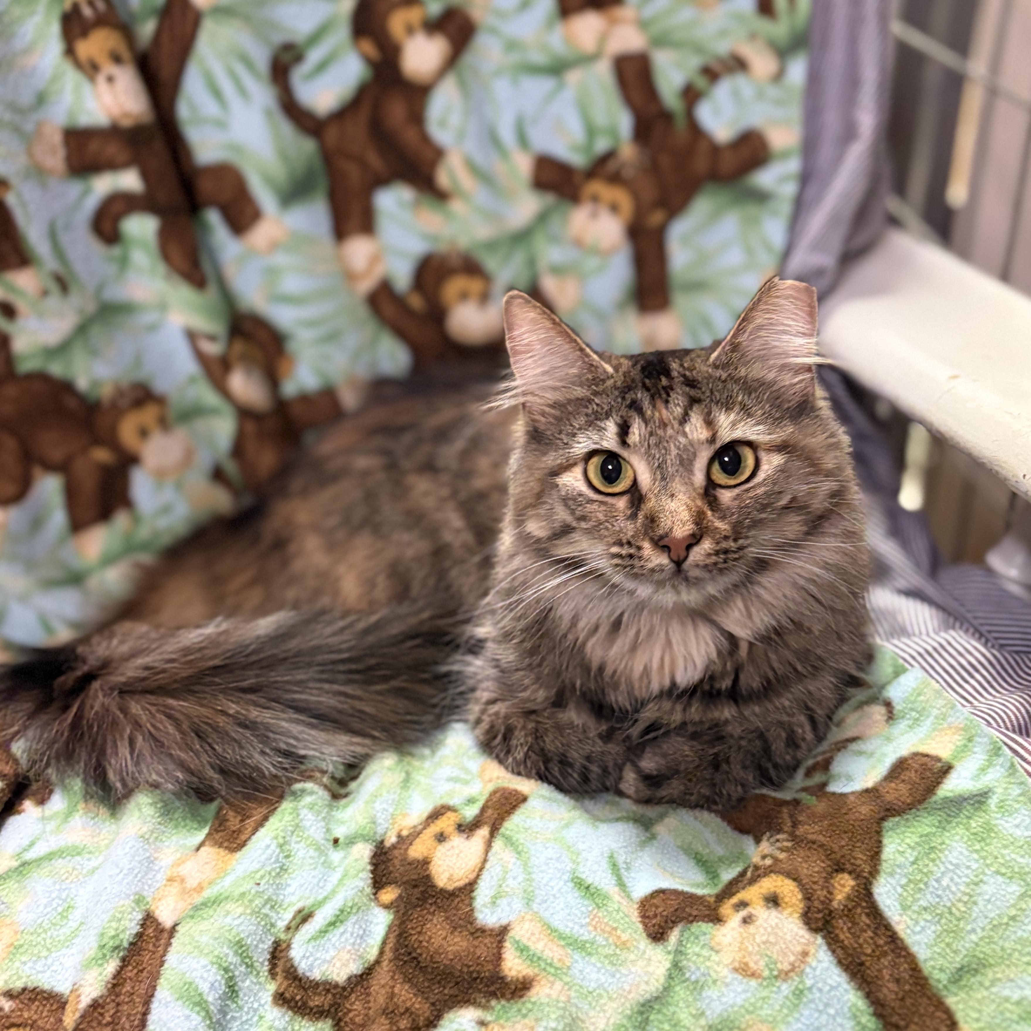Leia, Adoptable, Adult Female Domestic Medium Hair.
