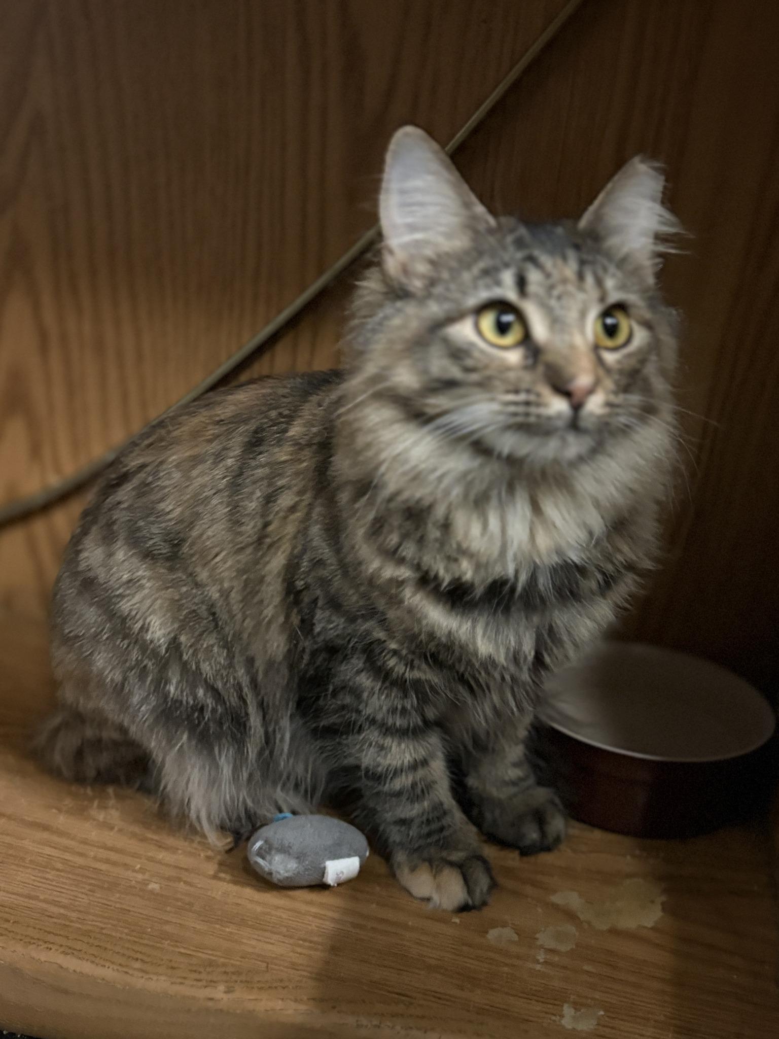 Leia, an adoptable Domestic Medium Hair in Monticello, IL_image-1
