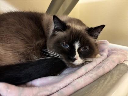Lucas, Adoptable, Adult Male Snowshoe & Domestic Short Hair.