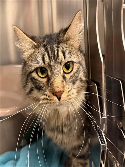 TIM, Adoptable, Adult Male Domestic Medium Hair.