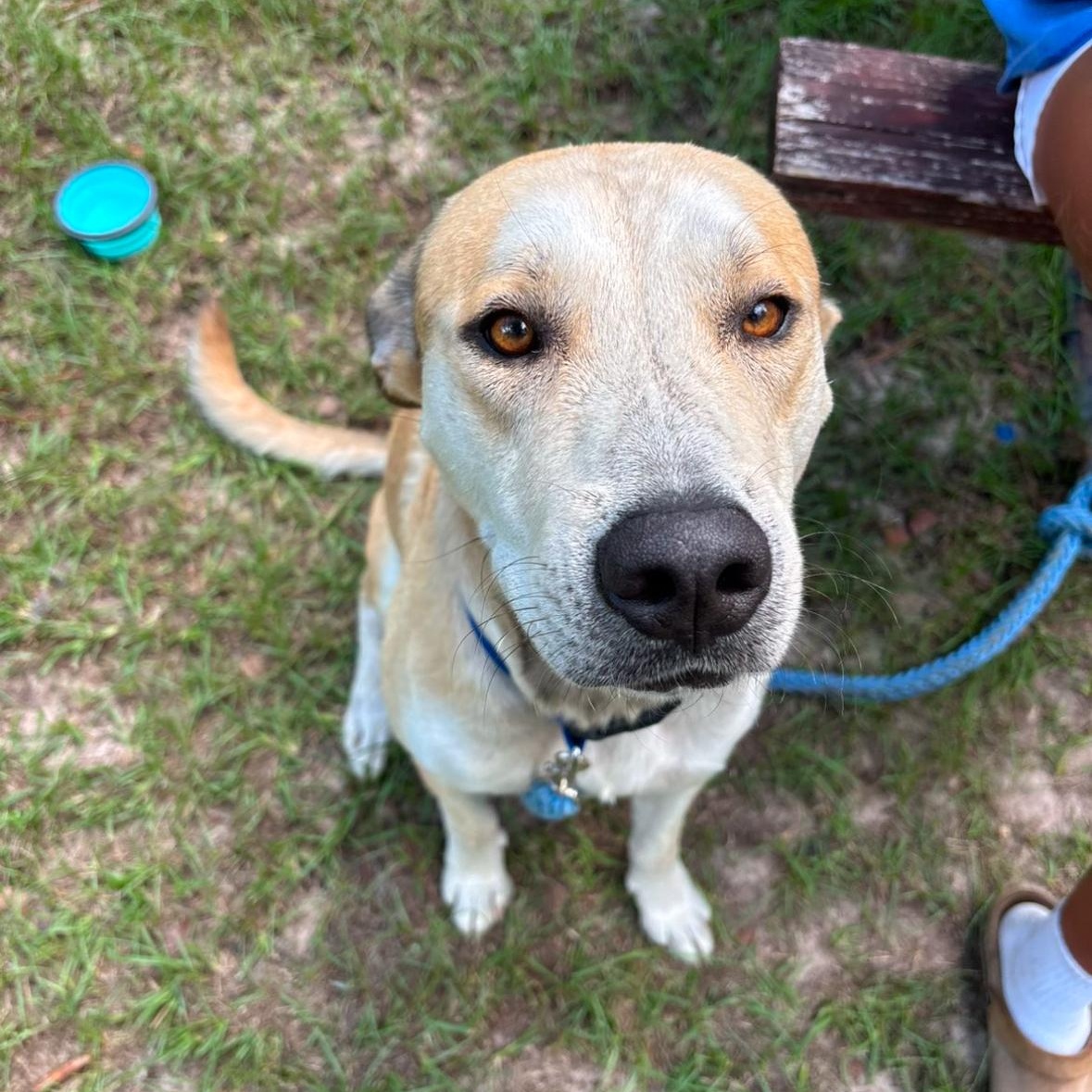 Enlarge Pretzel, a Adoptable mixed breed in Douglas, GA image 3/5